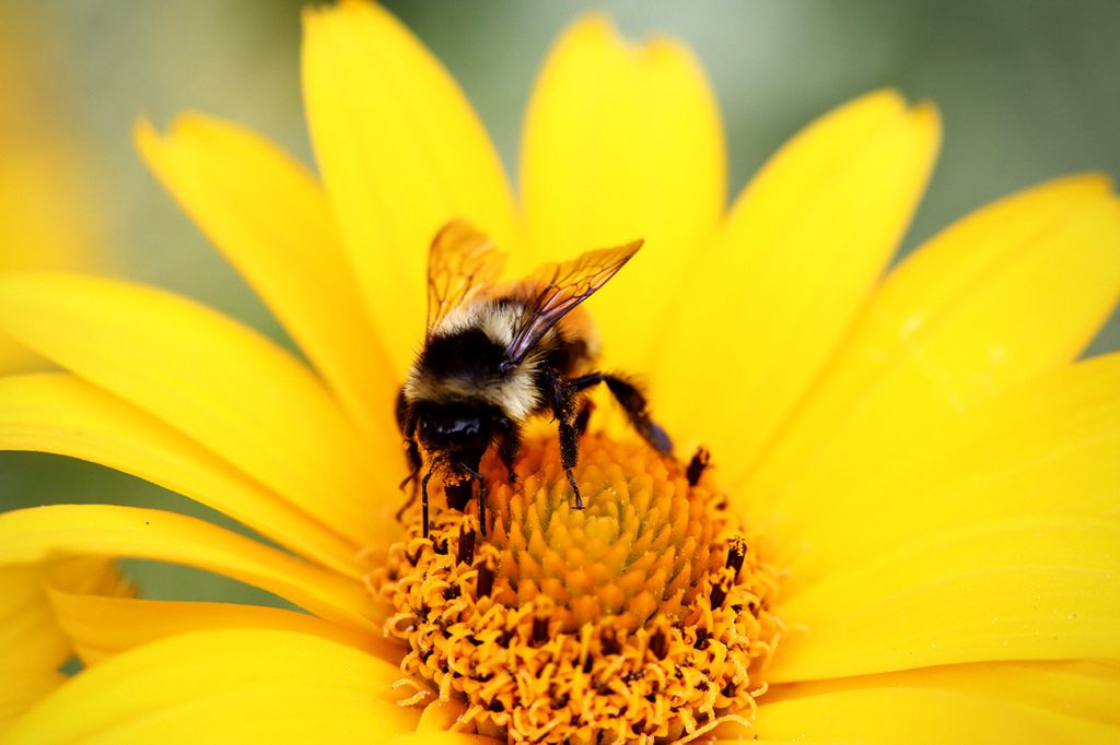 Bee Pollen