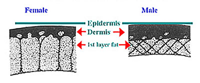 Female and Male Subcutaneous Fat