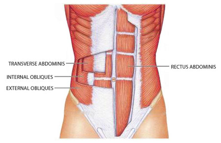 Abdominal Muscles