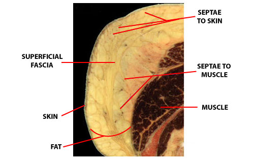 Superficial Fascial System