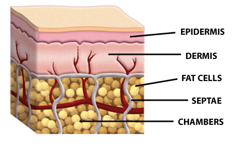 Skin and Fat Structure